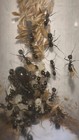 2025 Messer Barbarus Colony