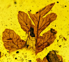 A101 Bu8067 Beautifully Displayed Large In Botanical Burmese Amber Burmite 99mya