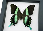 Real Peacock Butterfly Papilio Blumei Framed Taxidermy Classic Black Display