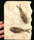 Two  Very Nice Knightia Fish Fossils With Scales From Fossil Lake Wyoming  810gr