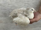 45   Fertile Jumbo Multi Color Coturnix Quail Hatching Eggs