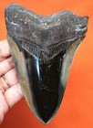 Stunning Megalodon Shark Tooth - Real Shark Teeth Fossil 4 73     No Restorations