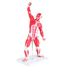 Monmed   Human Muscle Model     20    Inch Mini Muscle Figure Muscular System Model