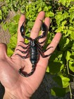 Real Heterometrus Laoticus Spread Specimen From Vietnam     A1 Scorpion Taxidermy