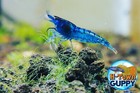 10  1 Ultra Blue Dream - Freshwater Neocaridina Aquarium Shrimp  Live Guarantee