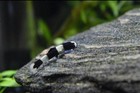     exotic-rare Panda Loach    bottom-living    rare Live Freshwater Fish    peaceful    