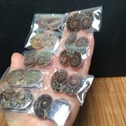 76g 10pairs Natural Split Ammonite  Specimen Shell Healing Madagascar Fb2017