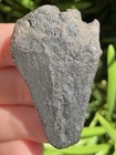 Natural Beautiful 1 88    Megalodon Tooth Fossil Shark Teeth