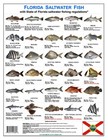 Saltwater Fish Id And Regulations Jumbo Card - Florida