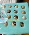 All Colors - 36 Coturnix Quail Fertile Hatching Eggs - 3 Dozen Shipped In Foam