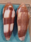 Conus Violaceus 2 Shells 58mm Zanzibar