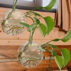  Glass Vase Small Hanging Flower Pots Planter Wall Mount Hydroponics