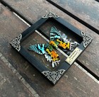 Madagascan Sunset Moth Preserved Butterfly Framed Insect In Clear Shadow Box