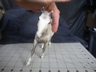 Vtg Breyer Horse   1p