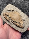 Rare Spiny Charybdis Fossil Crab     Complete  Fine Preparation  Indonesia