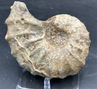 Huge  Rare 6 25    Texas Fossil Woodbine Ammonite conlinoceras Tarrantense w septa
