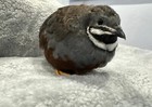 16 Button Quail Rarest Colors Hatching Eggs 