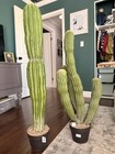 Artificial Cactus Set Of 2 Faux Plant