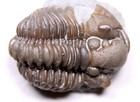 Calymene Breviceps Waldron Shale Trilobite Fossil Indiana Silurian