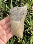 Natural Beautiful 4 36    Megalodon Tooth Fossil Shark Teeth