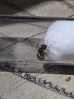 Lasius Americanus Fertilized Queen No Brood Feeder Insect