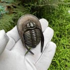 Chinese Old Bronze Hand Casting Trilobite Statue Netsuke Collectable Ornament