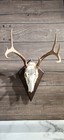 European Deer Skull Mount Plaque 