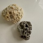 Hag Stone  Holey Stone  Naturally Formed  Beach Rock With Fossil Shells