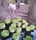 12 Xl Water Lettuce - Beautiful Floating Pond Plants      free Ludwigia  Koi Pond 