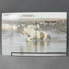 Postcard Annual Wild Pony Round Up Chincoteague Virginia Va