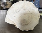 Large Lightning Whelk Vtg Shell 10   x7   x6    From Gulf Of Mexico  2 5 Lbs