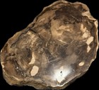 Petrified Wood Polished Slice North America 6    X 4   