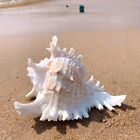 Large White Murex Ramosus Natural Conch Seashell Rare Real Aquarium 7 - 9  Huge