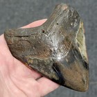 4 7 8 Prehistoric Megalodon  Fossil Shark Tooth Teeth Polished Free Shipping 