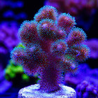Green Pocillopora Damicornis  Live Saltwater Coral For Reef Aquarium