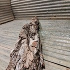 Clean Cottonwood Bark Slab 37 x4 5  And 2 5 -3  Thick