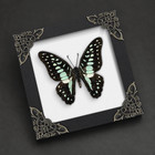 Real Butterfly Specimen Framed Birthday Gift Nature Lover Gift Wall Art Decor