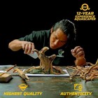 Azil Natural Aquarium Driftwood Bonsai Tree     Handcrafted For Brown 