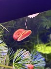 Ramshorn Snails Assorted  100 Pack  Live Freshwater Algae Eaters Aquariums