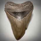 Large Serrated 5 04    Fossil Megalodon Shark Tooth - Great Shape  Nice River Meg