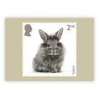 Pets Postcards From Royal Mail