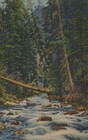 A Mountain Stream In The Southwest Nature Scene Vintage Linen Post Card 
