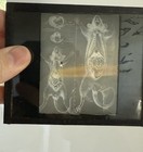 Vtg 1920s Glass Magic Lantern Medical Illustration Research Slide Lab Rat Mice