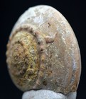 Fossil Gastropod Snail Shell Specimen Fossilized Sea Life Finis Shale Texas