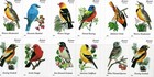 Usps Forever Songbird Usa Sheet Of 20 Authentic Postage Stamps Christmas