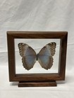 Real Blue Morpho Butterfly Framed Display Costa Rica Wood Glass Case Specimen