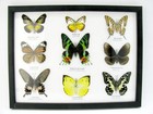 9 Beautiful Butterflies In Xl Showcase  Framed  Real  Taxidermy - A-09-mad-01