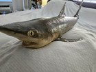      Ultra Rare Antique Real Skin Taxidermy Bull Shark Mount     33 5    Long     