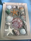 Sea Shell Artwork Beautifully Crafted