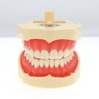 Frasaco Ana-4 Dental Restorative Typodont Model Removable Screw-in Teeth 28pcs